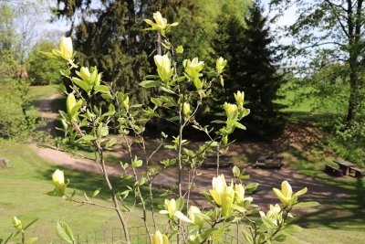 Magnolia 'Solar Flair' - šácholan kříženec - v květu